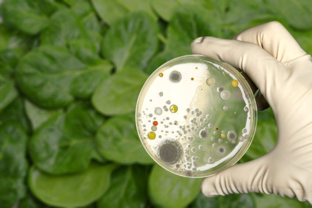 Petri dish help against spinach.